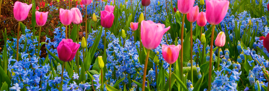 flowers in a garden